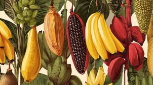 热带水果悬挂图景