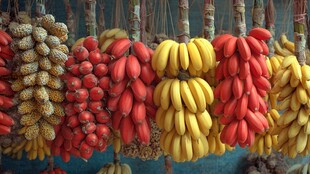 多彩香蕉串展示诱人水果