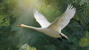 林中飞翔的优雅白天鹅