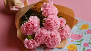 粉色康乃馨花束温馨呈现