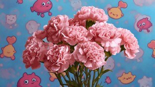 粉色康乃馨绽放可爱背景中