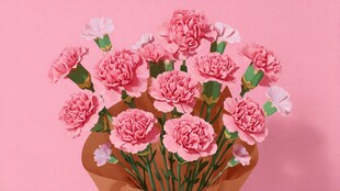 粉色康乃馨花束美丽绽放