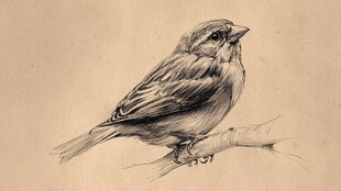 素描小鸟栖于枝头