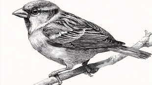 枝头麻雀素描图