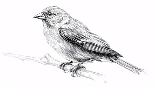 素描小鸟栖于枝头