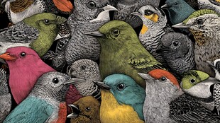 群鸟汇聚的多彩鸟类世界