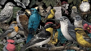 多彩群鸟栖于繁花树枝间