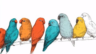 多彩鹦鹉枝头排排站