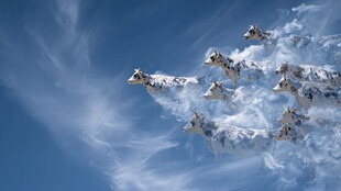 群犬腾云似仙犬遨游天际