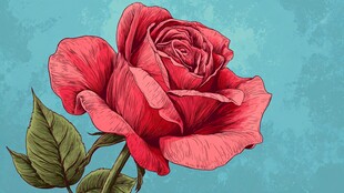 手绘红玫瑰插画