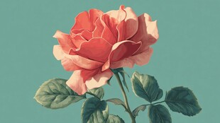 粉色娇艳玫瑰特写