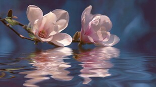 玉兰花映水的柔美瞬间