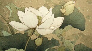 水墨风盛开白荷图