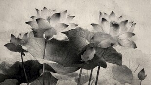 黑白水墨风荷花雅致图