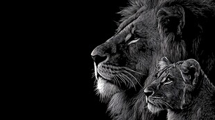 狮父子侧影 尽显温情