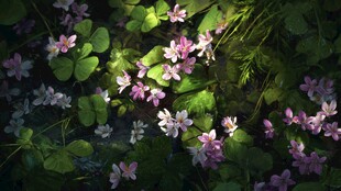 林间绽放的粉嫩小花