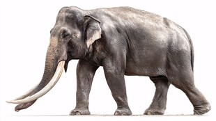 行走的大象特写