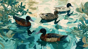 水中游弋的多彩野鸭