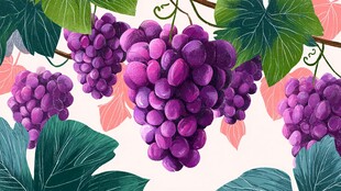 紫色葡萄与绿叶插画