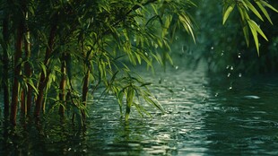 竹林映水的清幽景致