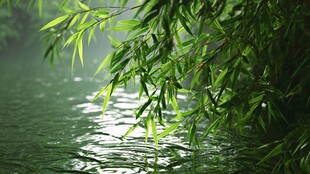 柳影拂水的清新自然景致