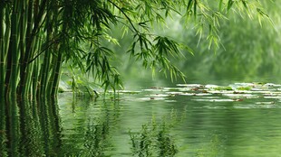 竹林映水间 绿意悠然景
