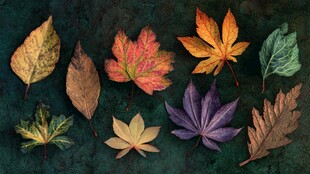 多彩秋叶展示自然之美