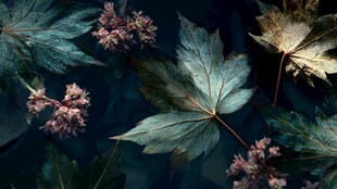 深背景下的秋叶与花卉