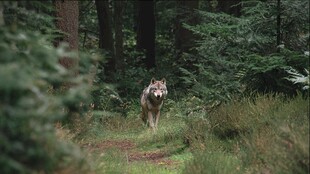 森林中独行的灰狼