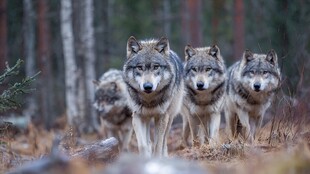 森林中行进的狼群