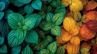 多彩斑斓的植物叶片特写