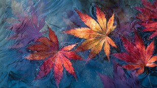 水中枫叶的绚丽秋景