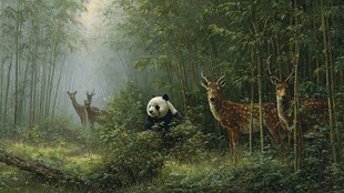 熊猫与鹿共栖清幽竹林