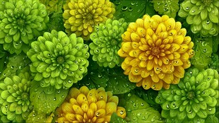 黄绿菊花带露绽放