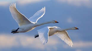 双天鹅翱翔蓝天