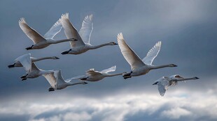 天鹅翱翔于天际