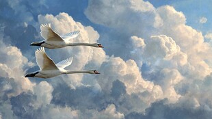 天鹅翱翔于云海之上