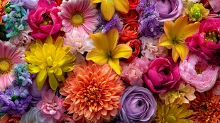 缤纷多彩花卉大集合