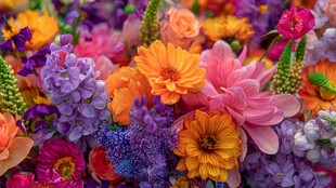 缤纷多彩的花卉盛宴