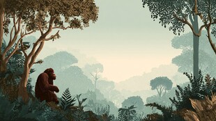 猩猩独坐于繁茂丛林间