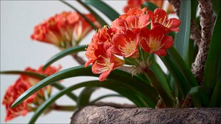 鲜艳君子兰绽放于古朴花盆