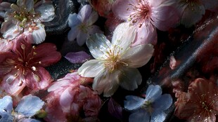 缤纷樱花特写 尽显烂漫