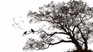 老树栖鸟剪影图