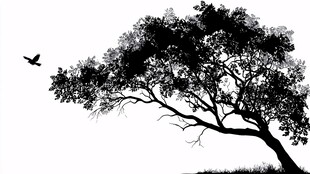 孤树飞鸟剪影 静谧之景