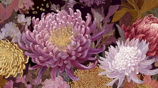 多彩菊花绽放的绚丽花卉图