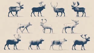 多样姿态的麋鹿形象展示