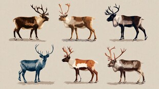 多样驯鹿插画展示