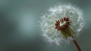 孤独蒲公英 梦幻朦胧之美