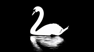 白色天鹅水中优雅倒影