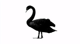 优雅黑天鹅独立白色背景